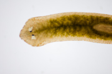 Planarian parasite (flatworm) under microscope view.