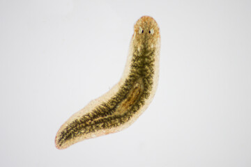 Planarian parasite (flatworm) under microscope view.