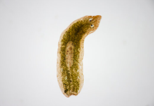 Planarian parasite (flatworm) under microscope view.