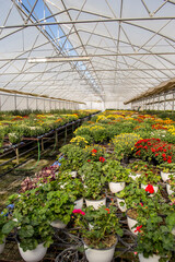 greenhouse with plants