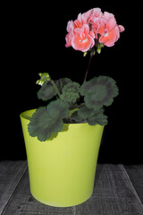 flowers of pink pelargonium zonal stands in a green plastic pot on a dark background. side view. blooming flower pot
