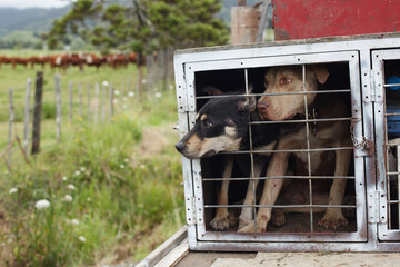 Two farm dogs look out of their cage on the back of a truck. 