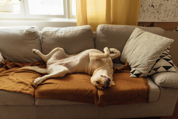 Dog Rolling On The Sofa Bed