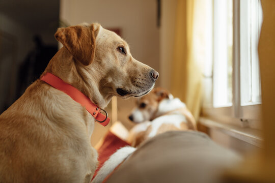 Dogs Sitting In The House 