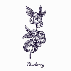 Blueberry branch with berries and leaves, simple doodle drawing with inscription, gravure style