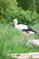 Adult European White Stork Standing In Green Summer Grass in Search of Food for their Nest Wild Field Bird In Sunset Time Stork walking in the Field