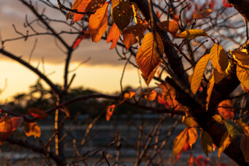 秋の夕暮れと紅葉