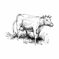 Cow Grazing Cattle Animal Husbandry Livestock