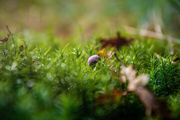 Mushroom