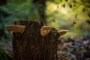 tree trunk in the forest