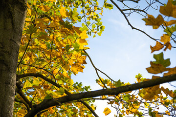 yellow leaves