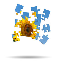 Sonnenblume, Puzzle, isoliert vor weißem Hintergrund