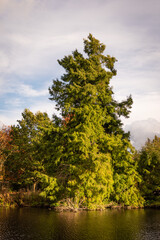 Fototapeta premium autumn in the park