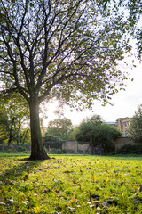 tree in the park