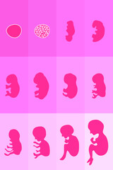 Stages of Prenatal Development vector