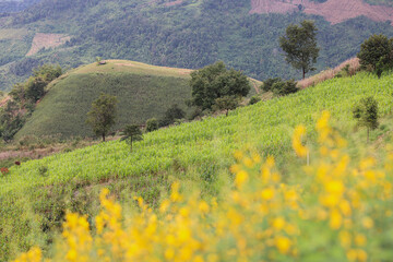 Fototapeta premium Beautiful mountain landscape of Doi Chang hill in Chiang Rai province, Thailand