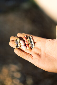 Crop man showing peanuts
