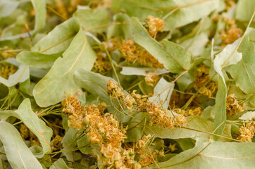 Dried linden leaves and flowers.