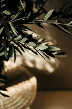 Fototapeta olive branch