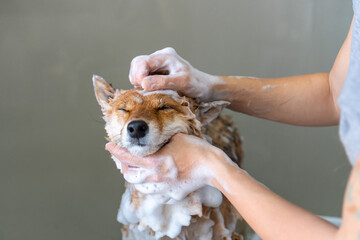 Dog shampoo wash