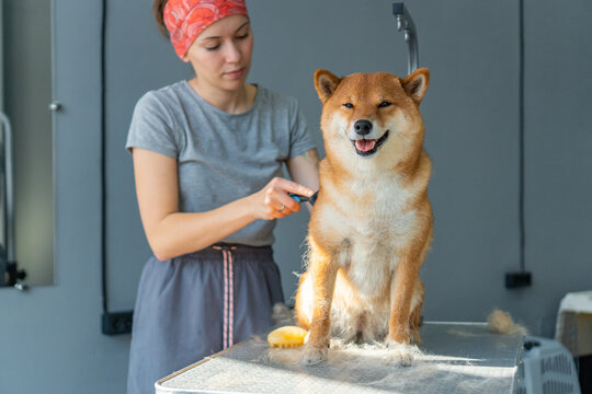Humane dog grooming
