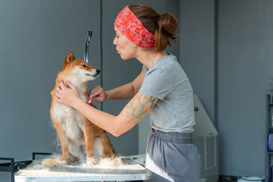 Groomer combing shedding dog