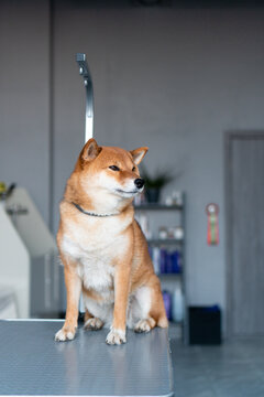 Dog on grooming table