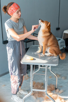 Joyful dog grooming