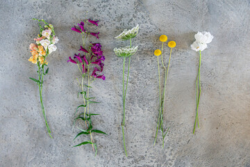 Variety of multi colored wild flowers