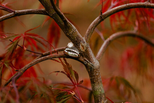 Wedding Ring on Japanese Maple Tree