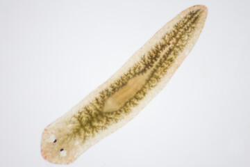 Planarian parasite (flatworm) under microscope view.
