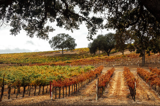 California Vineyard in the Fall with Changing Leaves