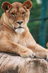 Fototapeta na wymiar Close-up Portreit Asiatic Lion Female Rests on a Rock in Zoo Panthera Leo Persica known as Indian or Persian lion