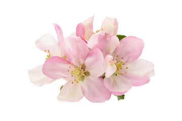 Fototapeta na wymiar Appe tree blossom pink and beautiful cosed up isolated on white