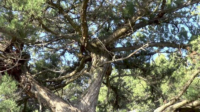 View of centuries-old high juniper in juniper grove. Calm and peaceful life in Krumu after return of peninsula to its native harbor. Crimea, New World, 2014.
