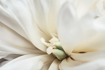 Fototapeta na wymiar Beautiful white peony flower close-up. Floral macro background