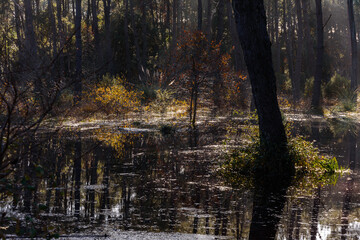 Reflection of sunlight in a swampy area, in the middle of the forest, you can see the dark water inside the swamp, the trees, the undergrowth and in the fodo between the undergrowth and the bushes the