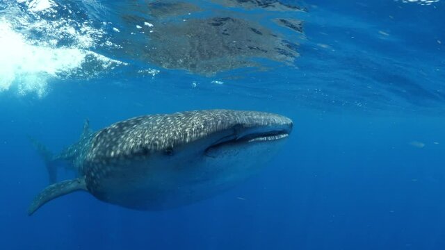 Beautiful Shot Of A Large Whale Shark Swimming In Blue Sea - Isla Mujeres, Mexico