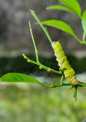 green caterpillar on a branch