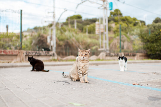 Bruised cat looking at camera