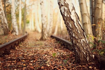 Alte verlassene und zerfallene Bahngleise zwischen Birken Bäumen und herabgefallenen Blättern im...