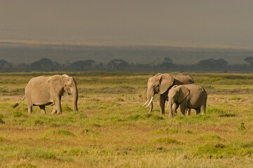 Plakat Eléphants Loxodonta africana au Kenya