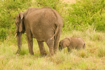 Naklejka na ściany i meble Famille Eléphants éléphanteaux Loxodonta africana au Kenya