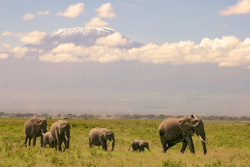 Fototapeta na wymiar Paysage Famille Eléphants éléphanteaux Loxodonta africana au Kenya