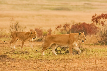 Naklejka na ściany i meble Lion Panthera leo en brousse safari big five au Kenya