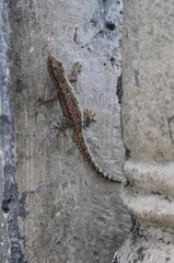 lizard on the wall