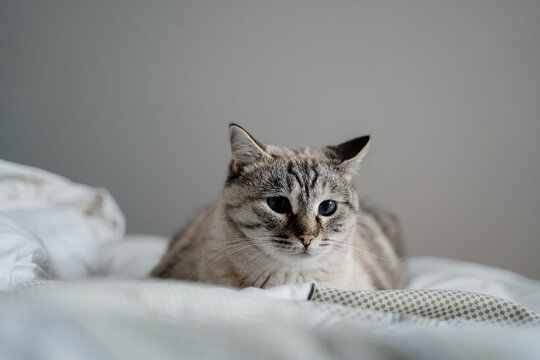 Portrait of cute cat on bedroom
