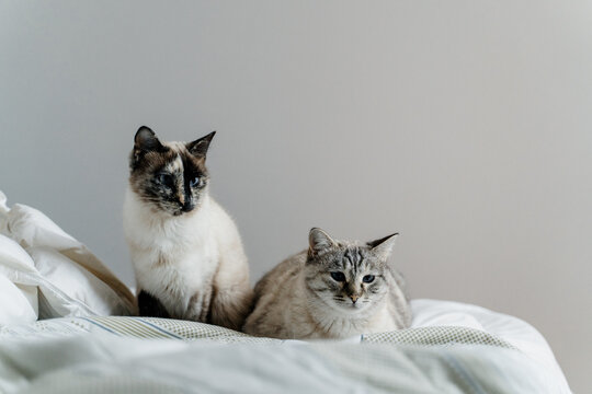Portrait of cute cats on cozy bed
