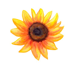 sunflower watercolor isolated on white background