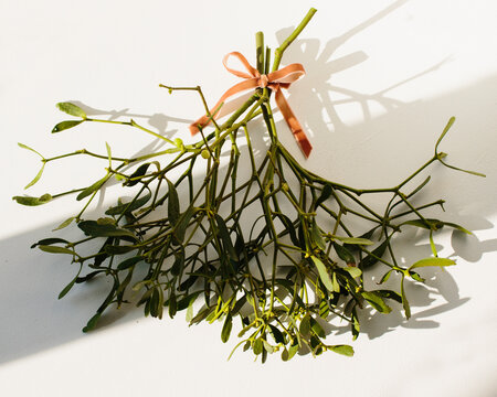 Mistletoe
